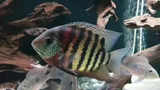 Heros severus sp. Rio Curare