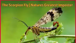 The Scorpion Fly: Nature&rsquo;s Greatest Impostor | Explained In 1 Minute