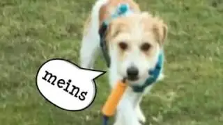 Spa&szlig; mit Hund I