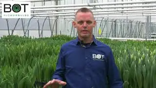Tulip Trade Event 2021