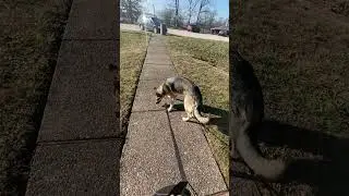 Leia and Raven the German shepherds have me running around in circles!