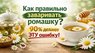 Как правильно заваривать ромашку — главная ошибка, которую делают почти все
