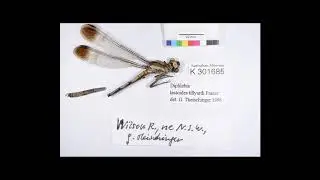 [Wikipedia] Diphlebia lestoides