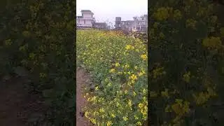Mustard Farming | Organic Farming #organic #organicfarm #farming #farmingsimulator22