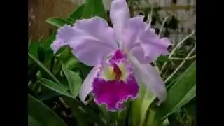 orchidee e musica