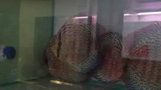 KL Discus Farm-Red Spotted Green Part 2