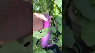 Harvest Asian purple delight eggplant 🍆#gardening#satisfyling#foryou#shortvideo#farming#agriculture