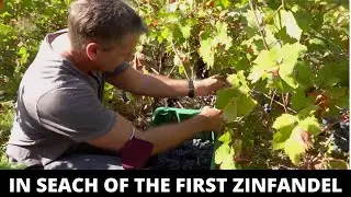 My Biggest Wine Discovery In Croatia - Traveling to Croatia To Find The Ancestor Of Zinfandel