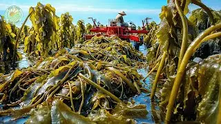 How Farmers Harvest Millions of Tons of Seaweed | Inside Seaweed Processing Factories