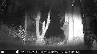 Bear scratching its back