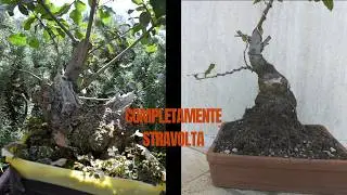 STRAVOLGO il progetto del mio Leccio ARAKI - Tutorial Impostazione Bonsai (Quercus Ilex)