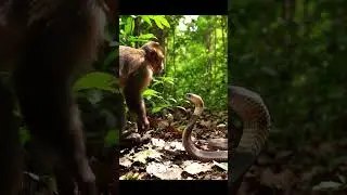 Monkey vs king cobra#shortsvideo #youtubeshorts #viral
