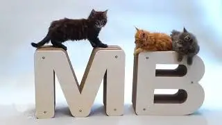 Homycat, des griffoirs pour chats styl&eacute;s et rechargeables !