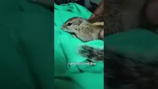 Squirrel Playing with me / Indian Squirrel #shorts#