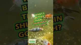 What&rsquo;s Better Than Shubunkin Goldfish?