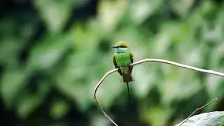 Green bee eater in flight...SLOW MOTION
