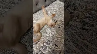 у всех понедельник, а на базе выходной #burma #cat #котик #kitten #sleep #simoncat