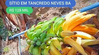 SÍTIO COM 2 HECTARES EM TANCREDO NEVES BA CÓDIGO:0161
