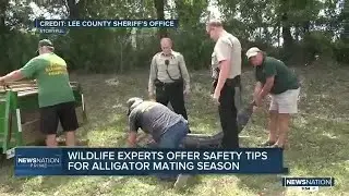 What to do during Gator mating season