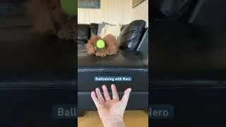 Nero throws his ball - training session
