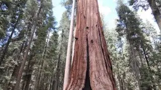 Yosemity-Sekvoj