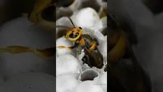 The moment the bee emerges from the cocoon🐝 |Tropical Forest Bees #bee