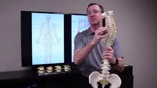 Misalignments Cause Nerve Interference