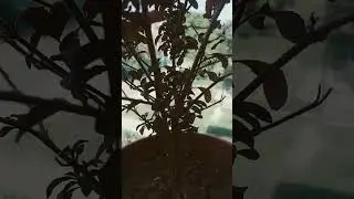 good morning with motivation #save tree#green tree # care of tree.