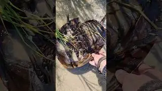 Giant Horseshoe Crab! #nature #wildlife #sea