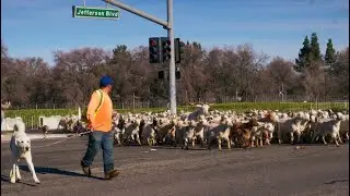 West Sac Goats Crossing Jefferson!