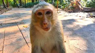 Hello everyone my name Miss Rainbow  #monkeyrainbow #cutemonkey #libby