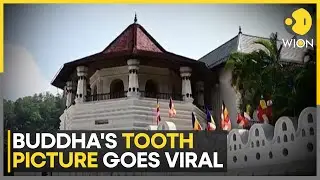 Sri Lanka: Buddha's Tooth Picture Goes Viral | World News | WION