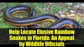Help Locate Elusive Rainbow Snakes in Florida: An Appeal by Wildlife Officials