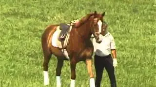 Excerpt from Equine Biomechanics