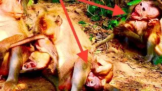 Clip! Mother monkey reject milk with her baby monkey