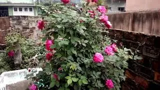 Beautifull desi rose plant