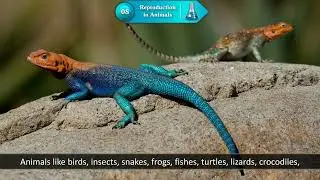 Ch 8 | Dux Creative | Science | Class 04 | Reproduction of Animals | For children