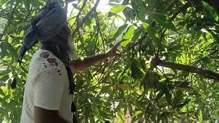 10 saal ke kesri Aam ke baag me Kating shuru hai