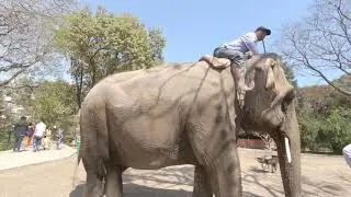 National Zoo Of Nepal/animal of Nepal/Kathmandu zoo