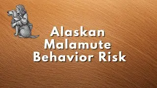 Alaskan Malamute   Alpha Behavior Risk
