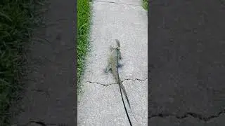 walking the Nile monitor!