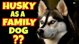 Siberian husky as a family dog in Hindi | Best family dog series | Petsinfomania
