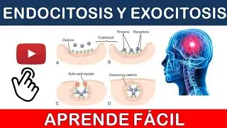 ENDOCITOSIS Y EXOCITOSIS. MEDIO INTERNO. #6
