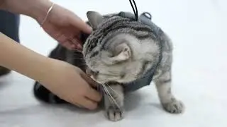 VC50 External anti escape cat harness with neck strap