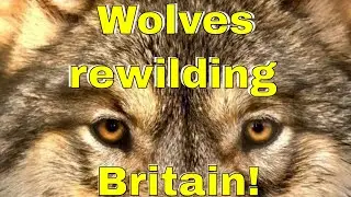 Rewilding Wolves in Britain #rewildling POLL - VOTE #wolves
