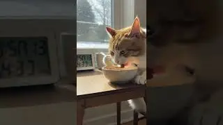 Cat eating #cat #funnyvideo #rek #fyp #watchtheend