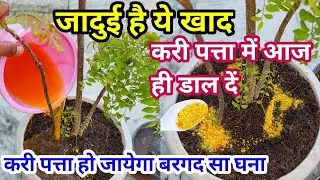 Curry patta fertilizer.मीठा नीम (meetha neem).Curry leaves fertilizer.Curry leaf plant fertilizer.