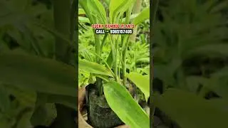 Lucky Bamboo Plants #shorts #farming #luckybamboo #gardening #plants