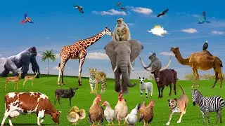 Farm Animals Soundboard: pig, sheep, cat, cow