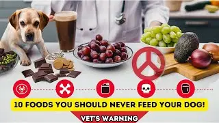 10 Foods You Should NEVER Feed Your Dog! 🚫🐶 Vet's Warning #doglovers